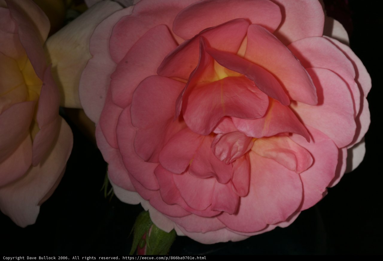 Pink Rose with a Yellow Center