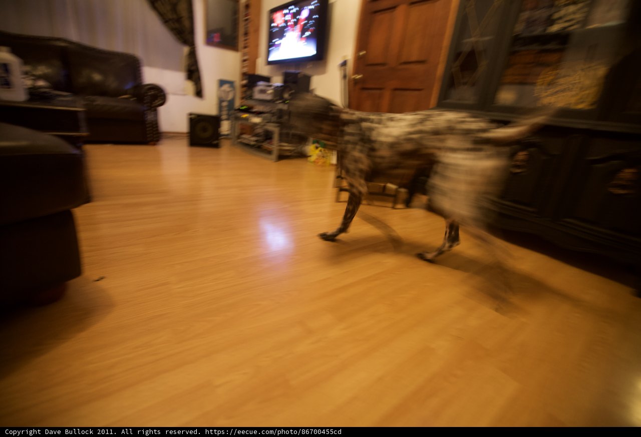 Dog Walking on Hardwood Floor