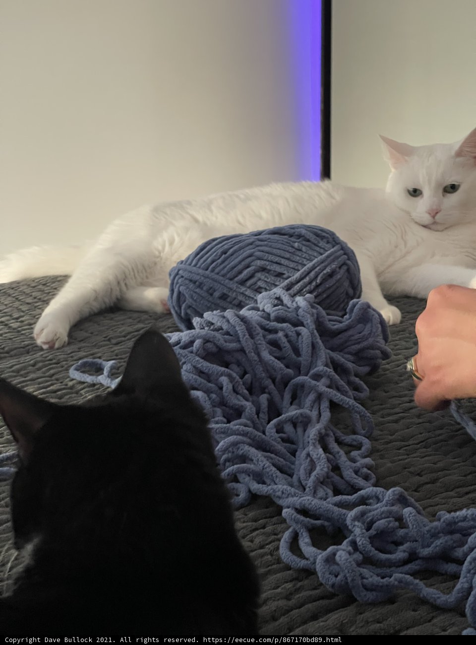 Cozy Moment with Feline Companion