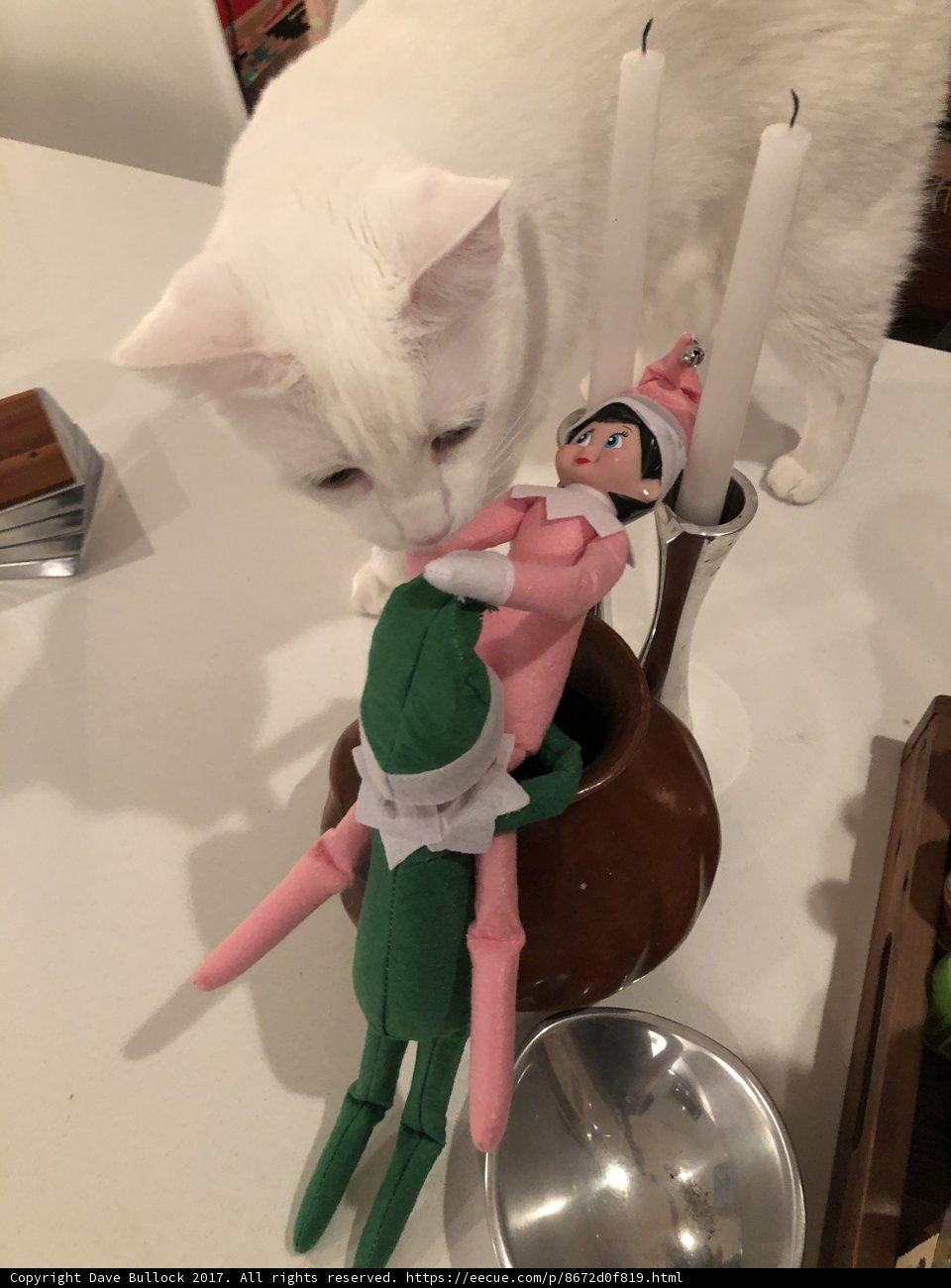 Elf on the Shelf Sparkles Joy Amongst Feline Friends