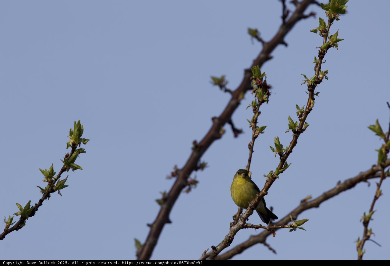 Spring's Feathered Friend
