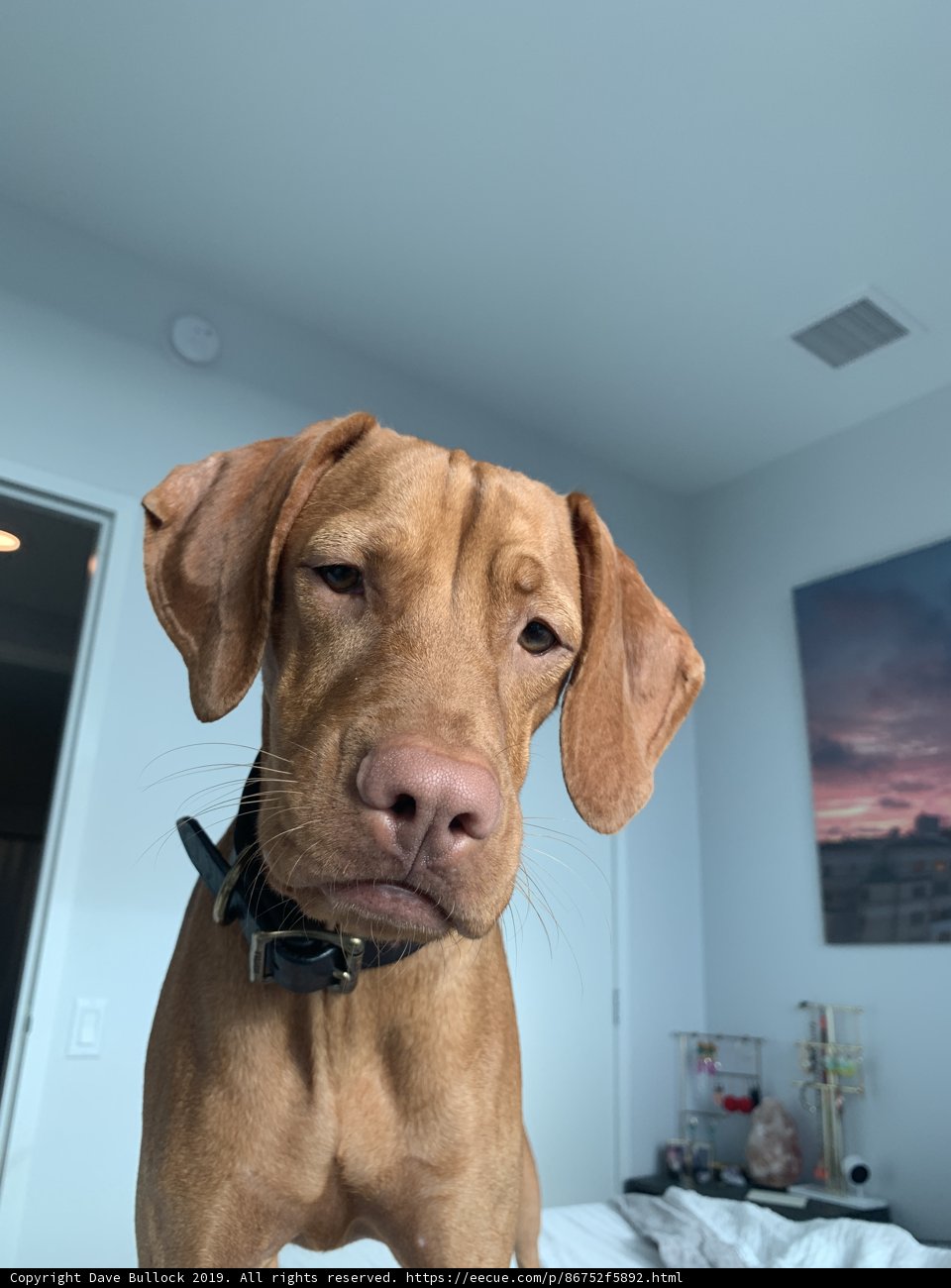 Resting Pup in a San Francisco Bedroom