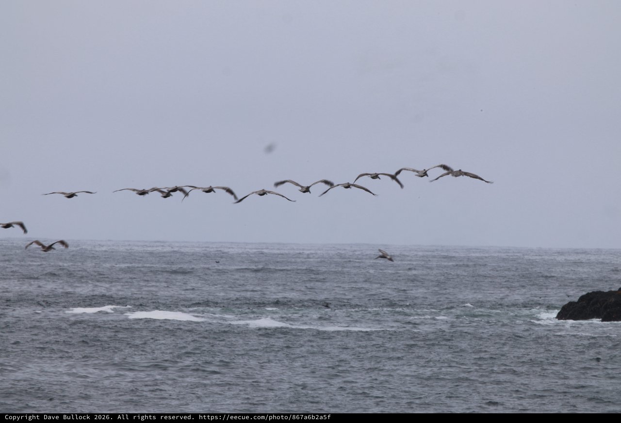 Pelican Squadron Skims Over Stormy Pacific Waters