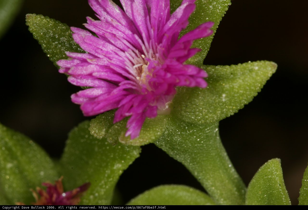 Pink Geranium in Bloom