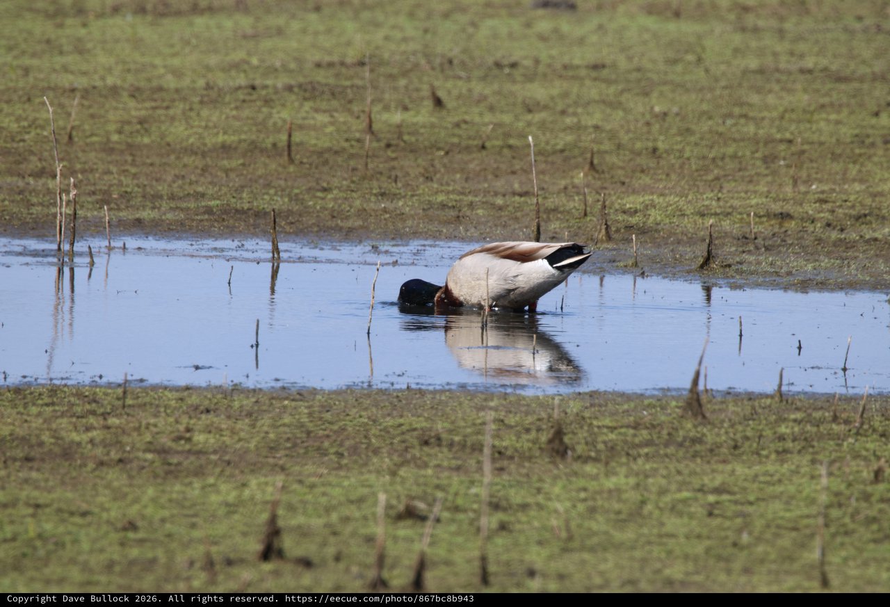 Northern Pintail Duck Foraging in Shallow Wetland Pool