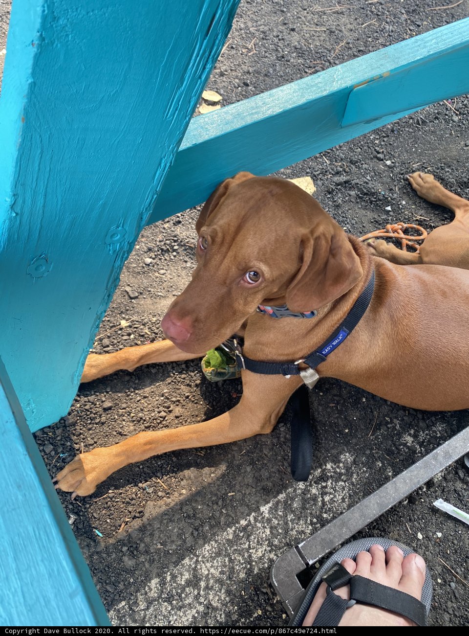 Blue bench companion