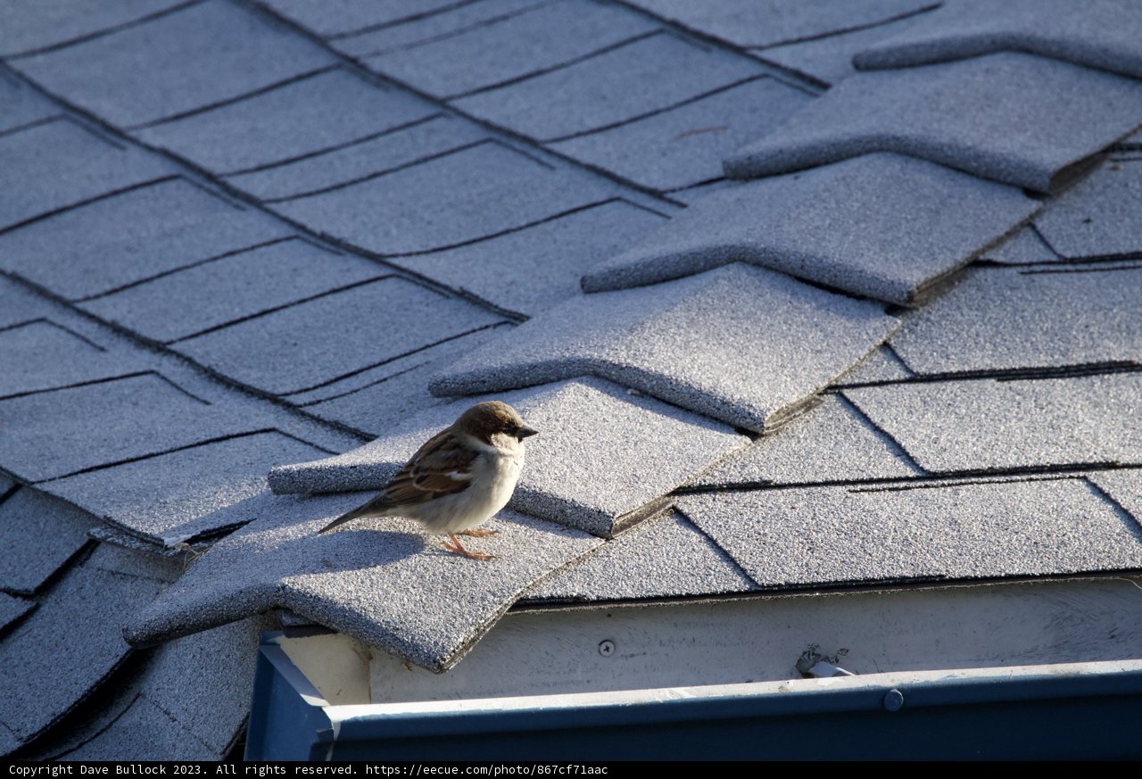 Sparrow Serenity atop El Sereno