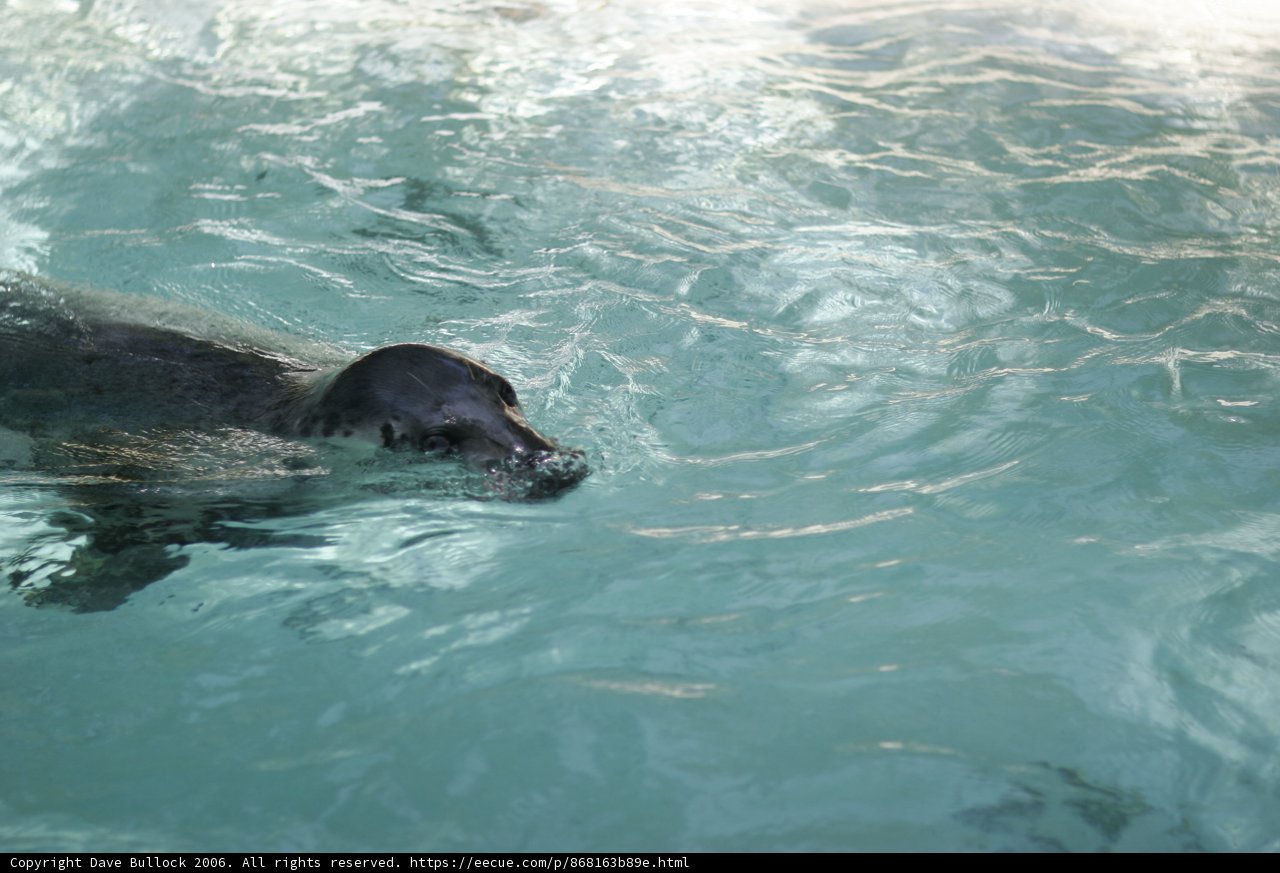 Seal Swimming in Zoo's Water Pool