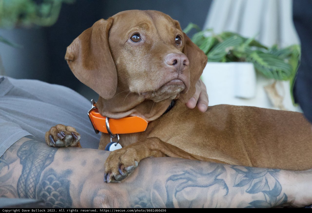 Inked Bond: Man and His Best Friend