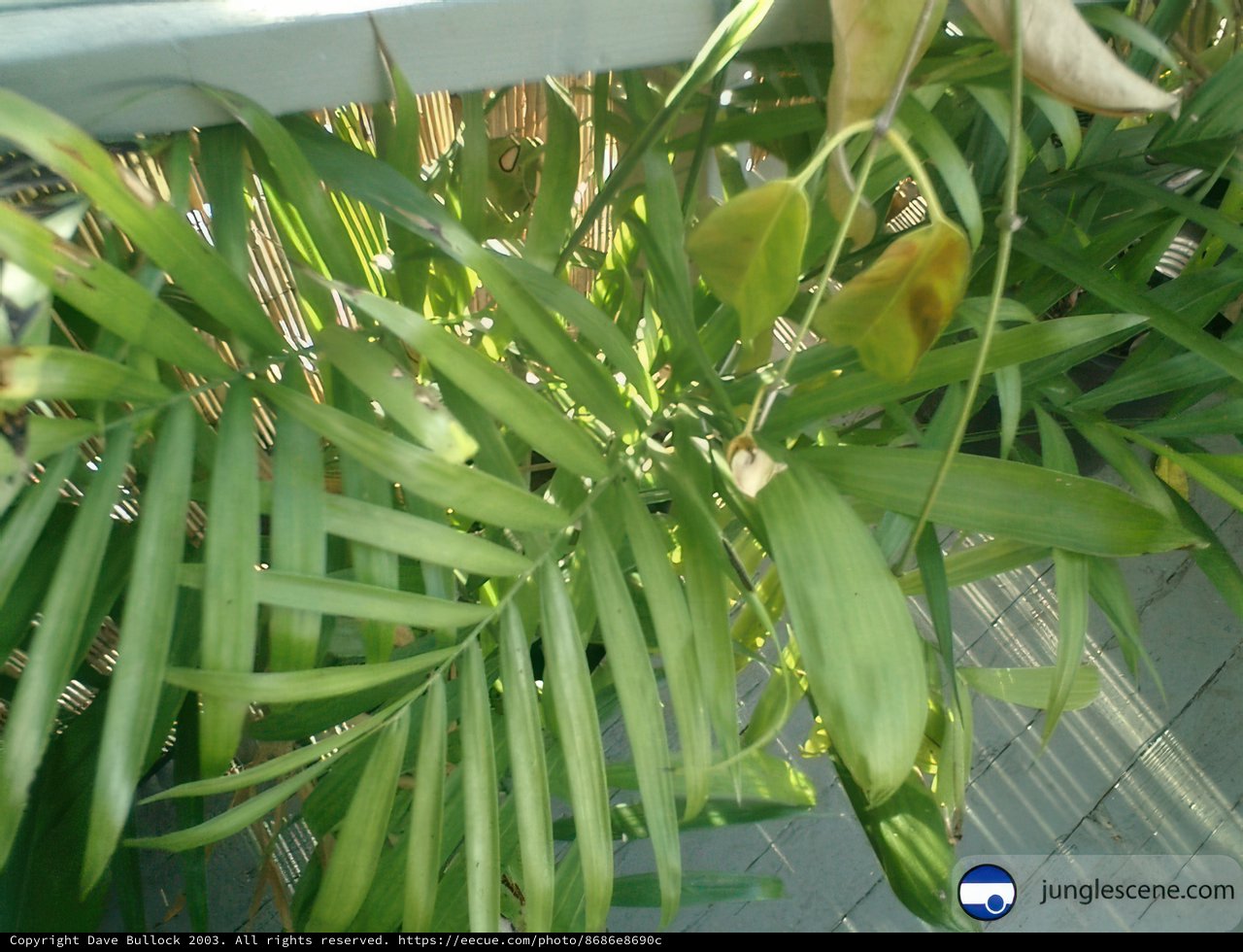 Balcony’s Blissful Botanic Beauty