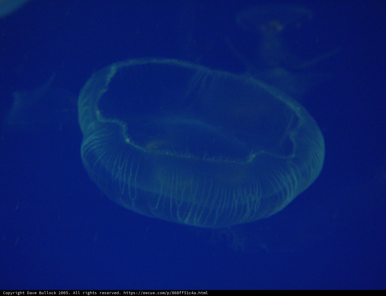 Graceful Jellyfish Swim in Blue Ocean