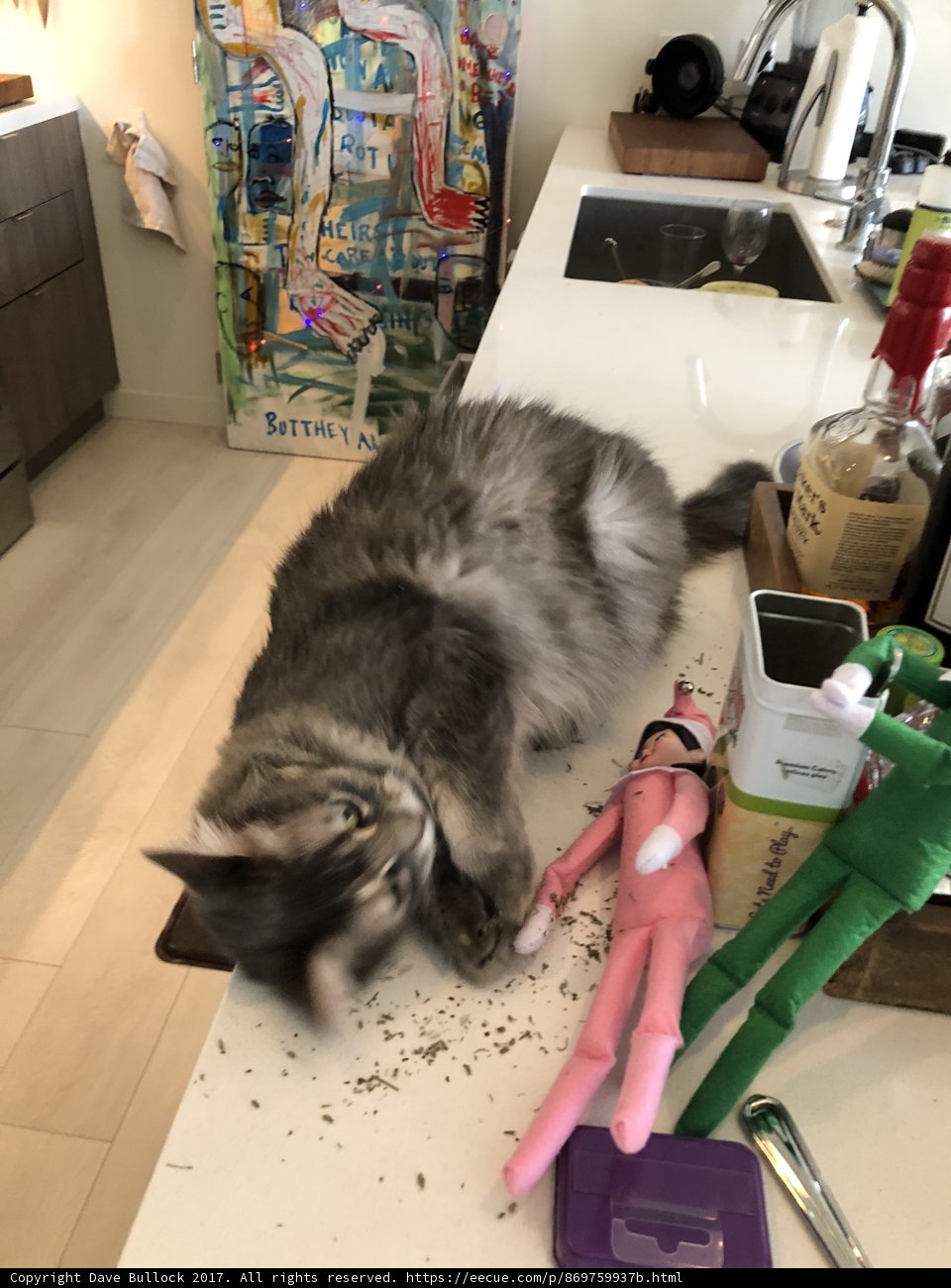 Feline Friend Next to Toy