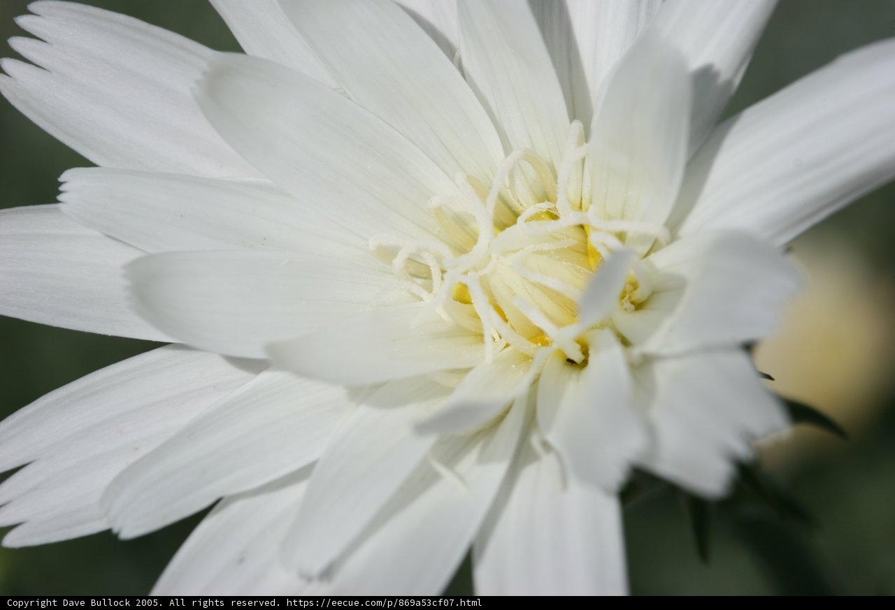 Elegant White Daisy-Dahlia Hybrid