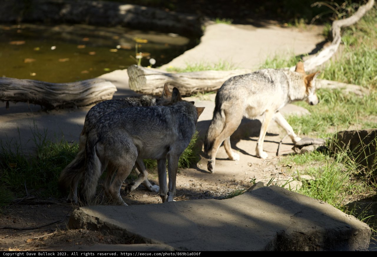 Canine Companions at the SF Zoo