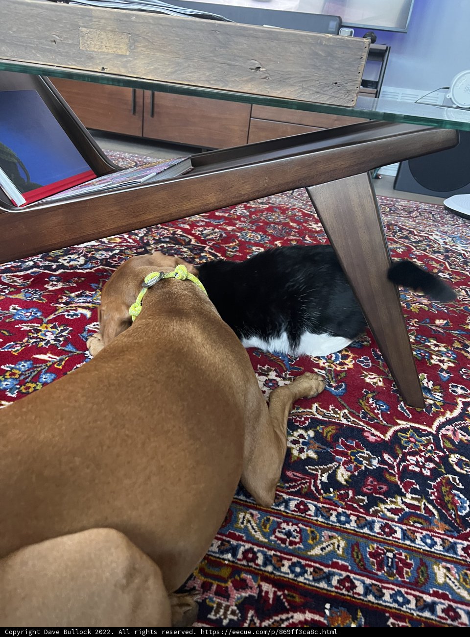 Furry Friends at Home