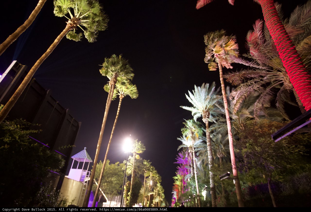 Colorful Palm Canopy