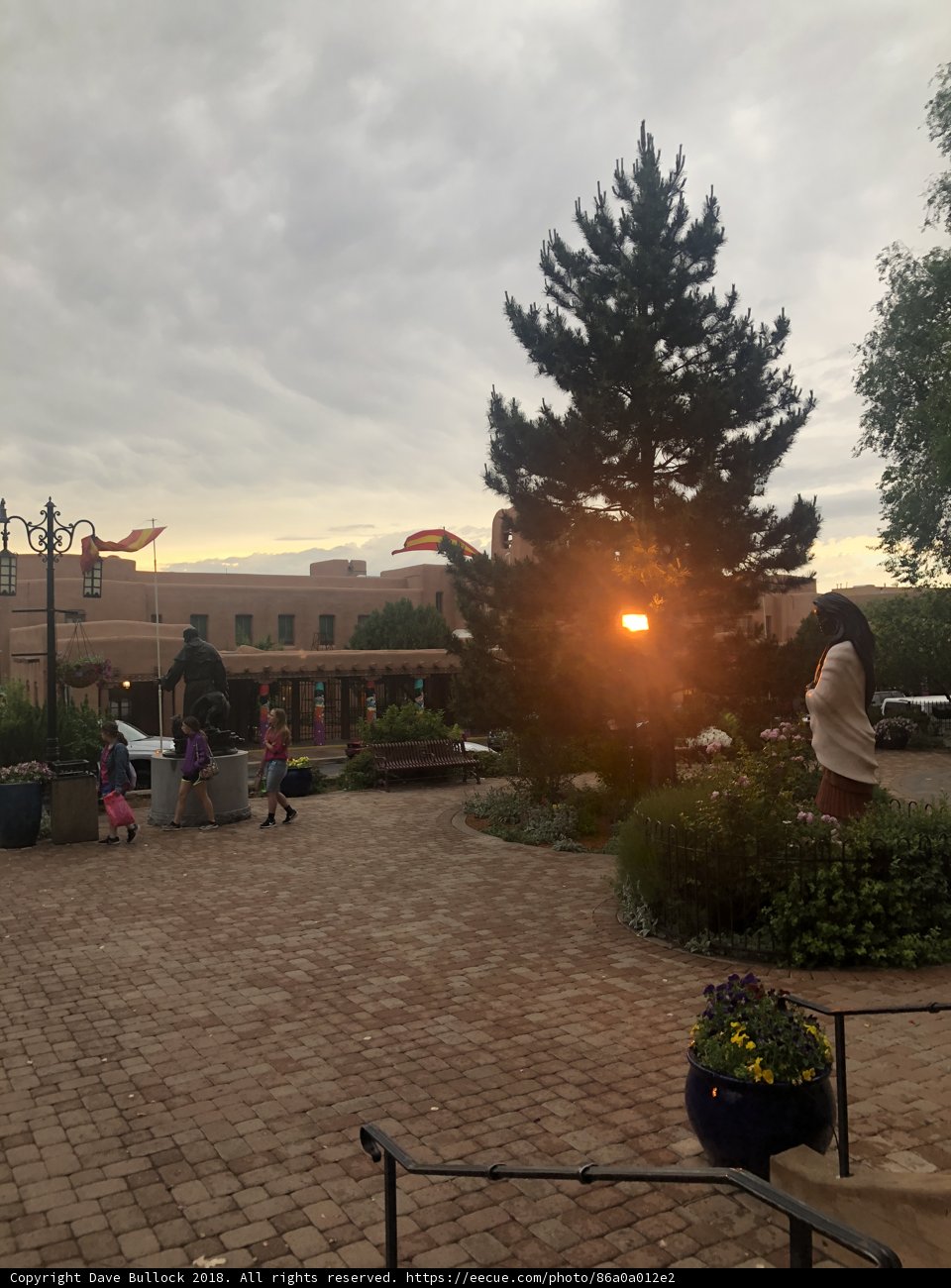 The Majestic Fir in the Courtyard