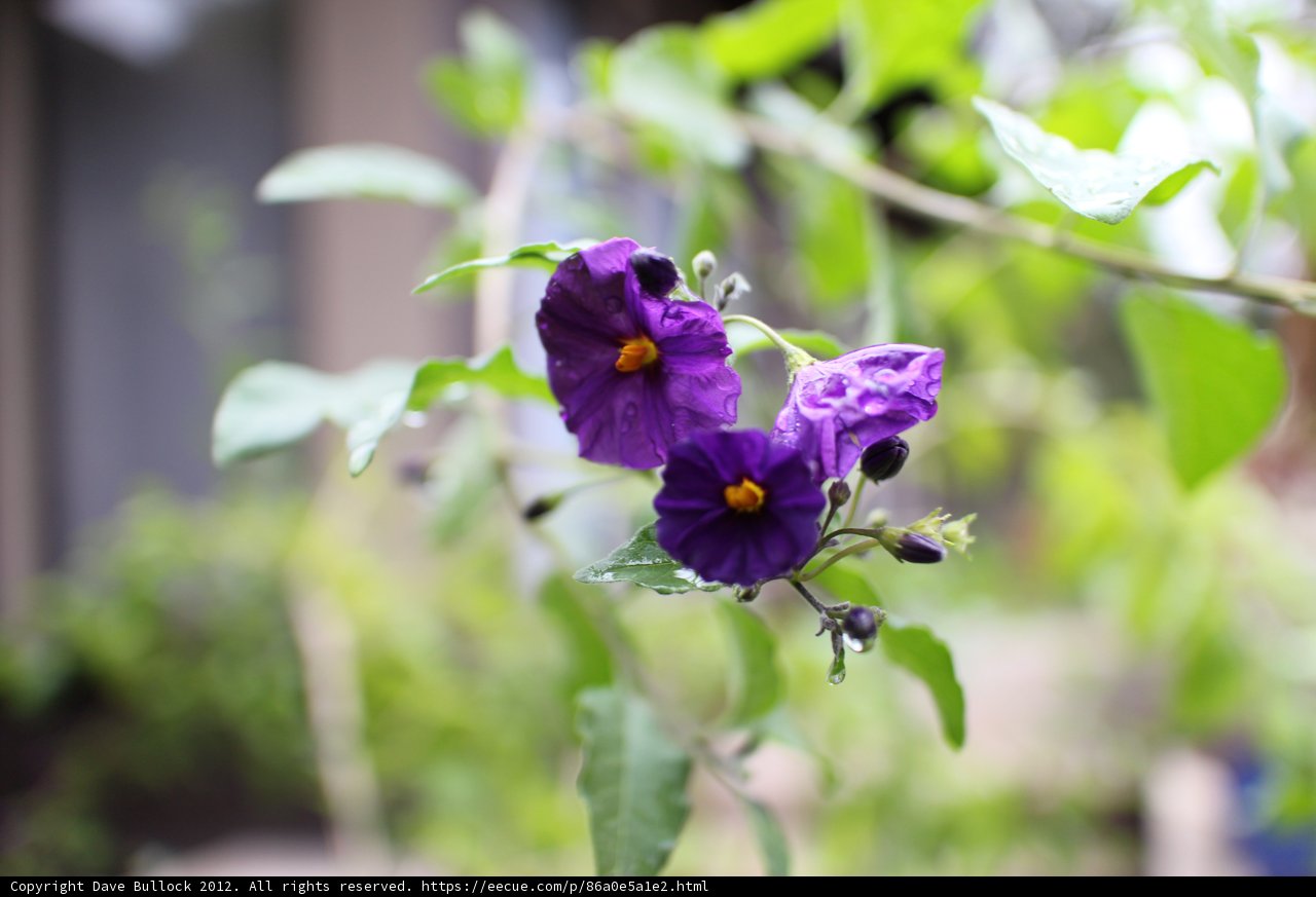 Vibrant Geranium Blossom