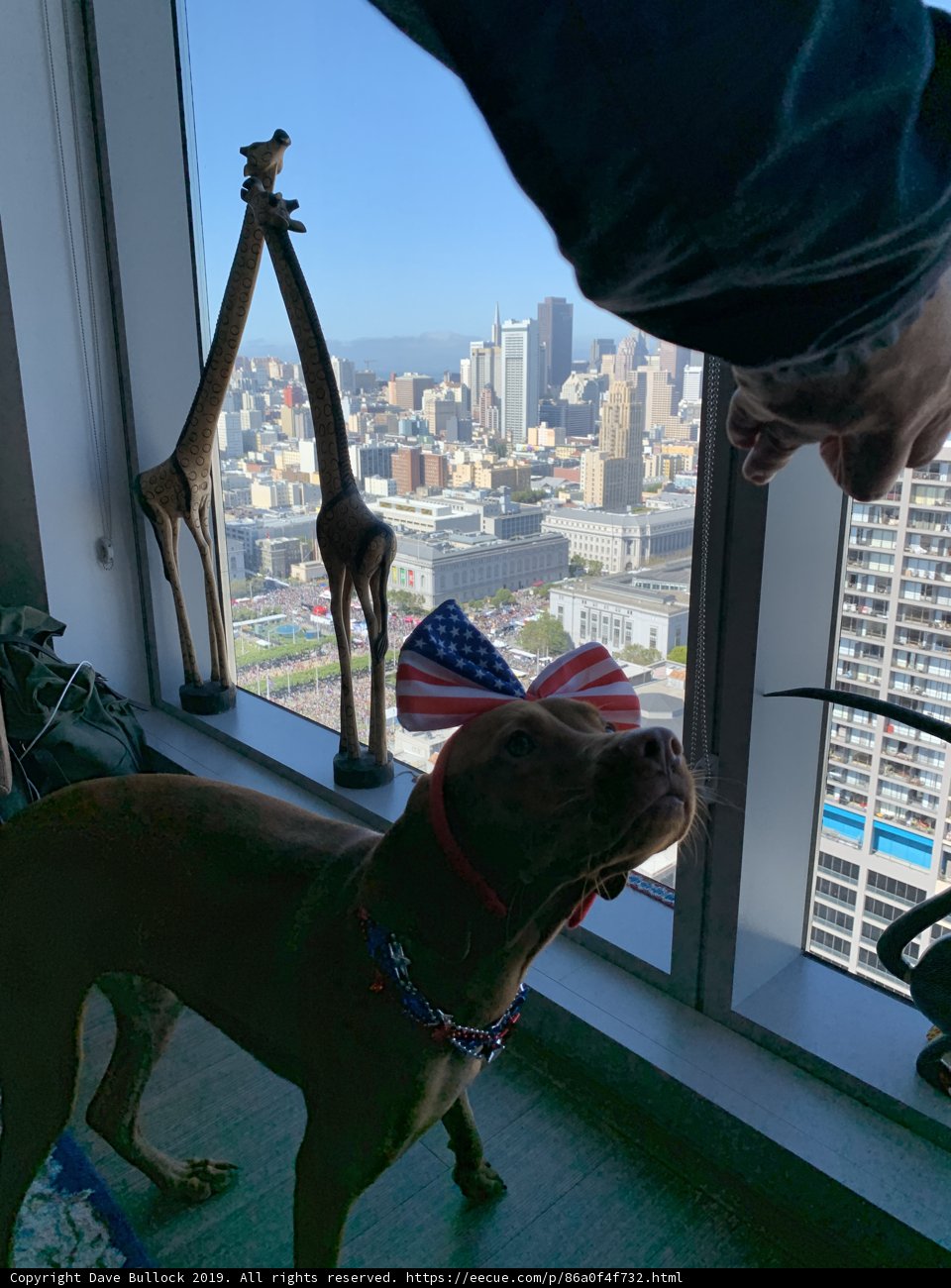 Urban Hound