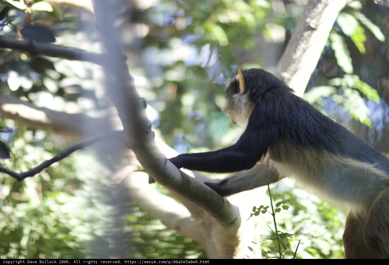Monkeying Around in the Zoo