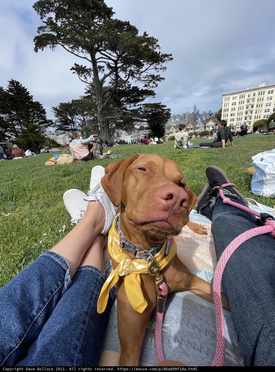 A Relaxing Day at Alamo Square with Man's Best Friend