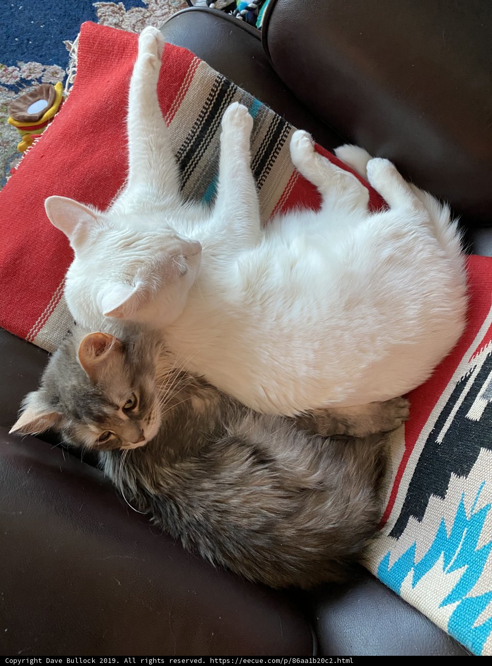 Cozy Cats on the Couch