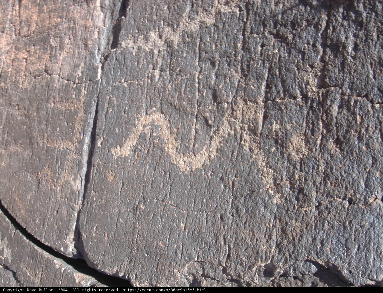 Animal on the Slate Rock