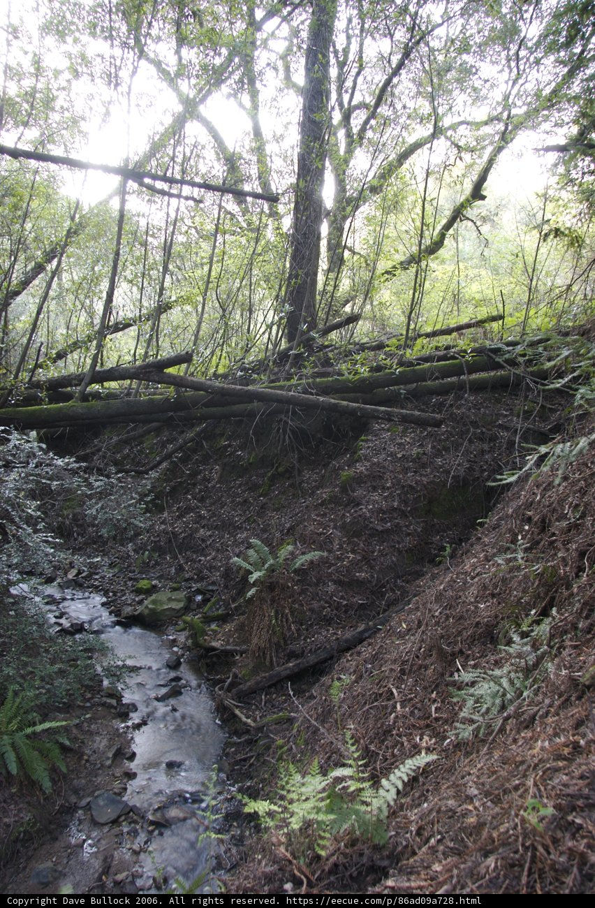 Serene Stream in a Lush Forest