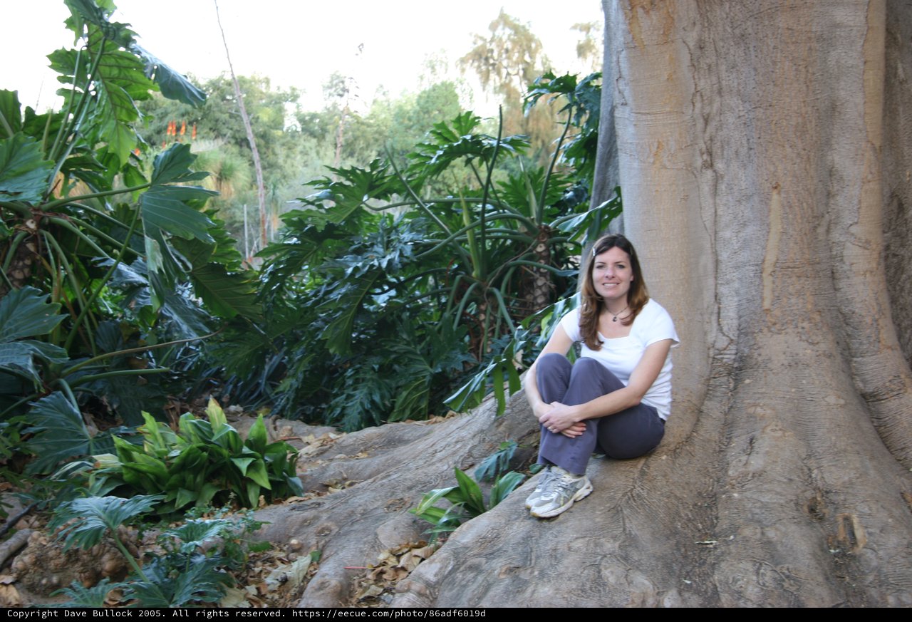 Woman Resting Against Massive Tropical Tree Roots