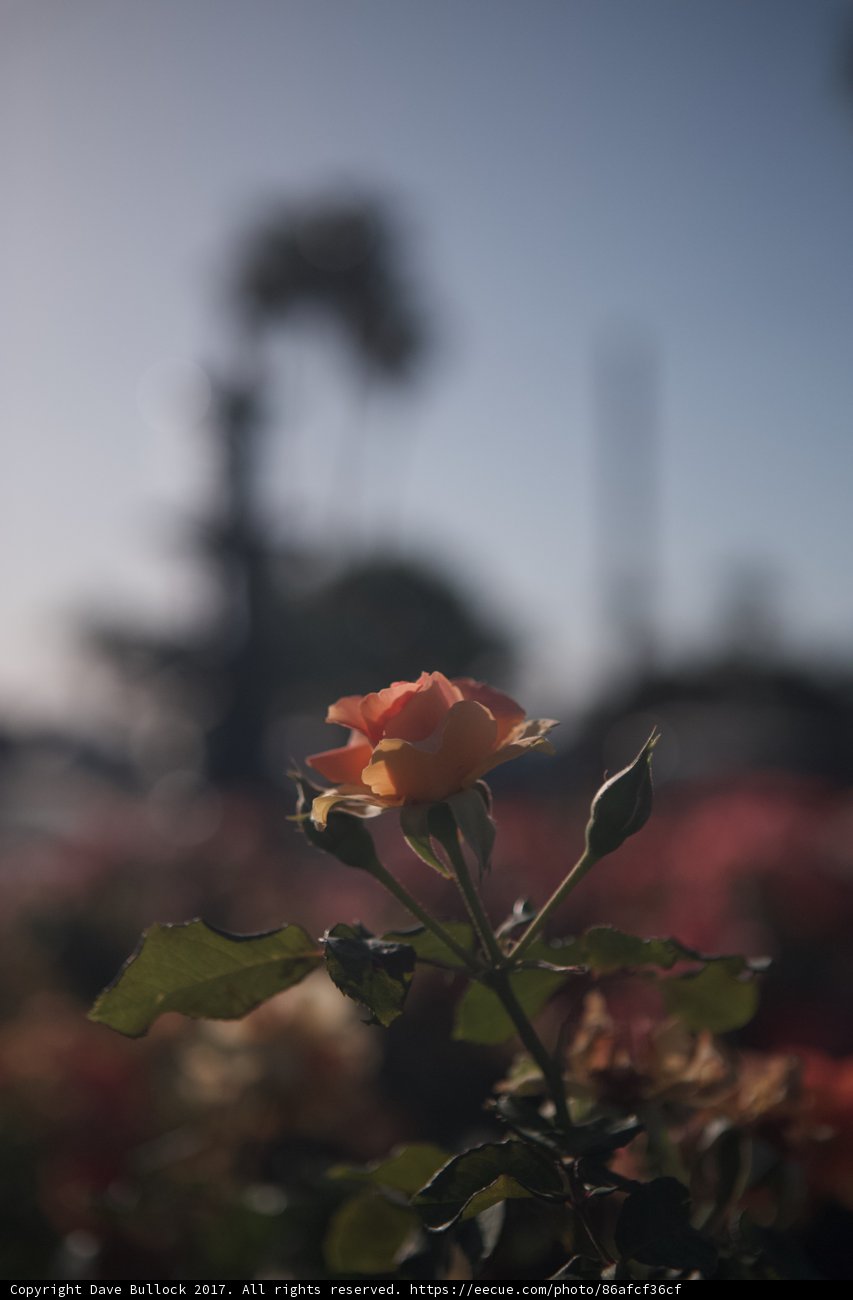 Radiant Rose in Full Bloom