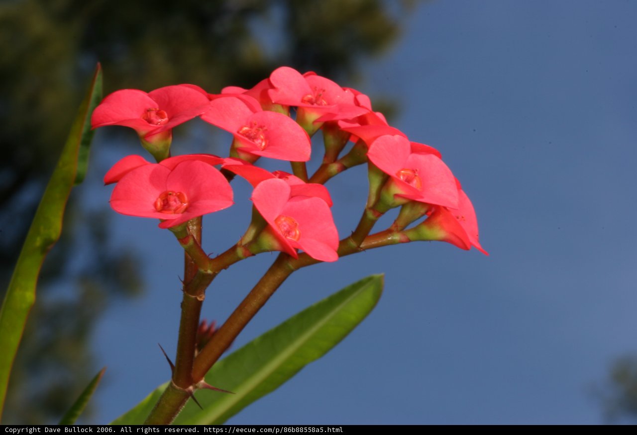 Pink Geranium Flower in Natural Surroundings