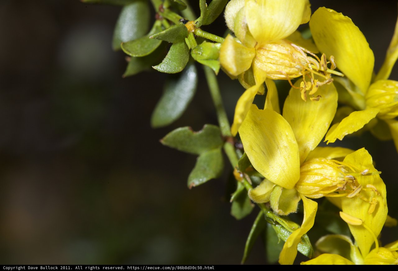 Golden Geraniums