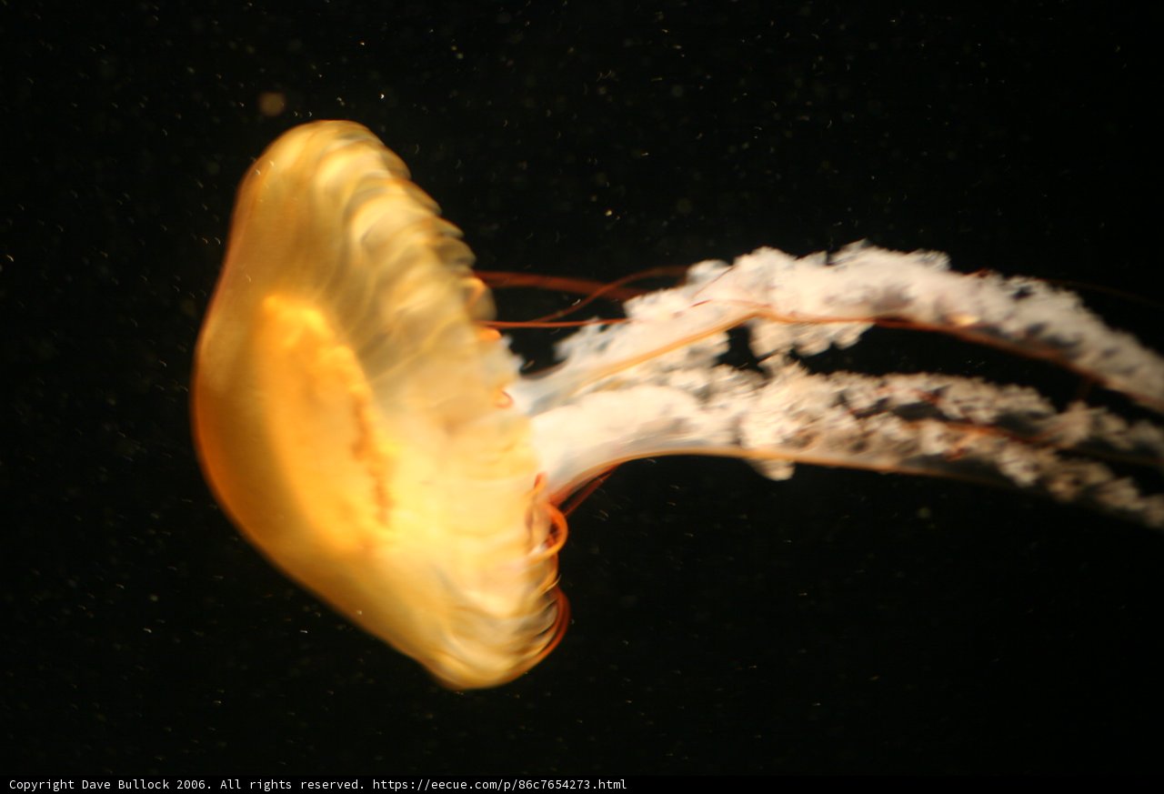 Graceful Jellyfish in the Depths