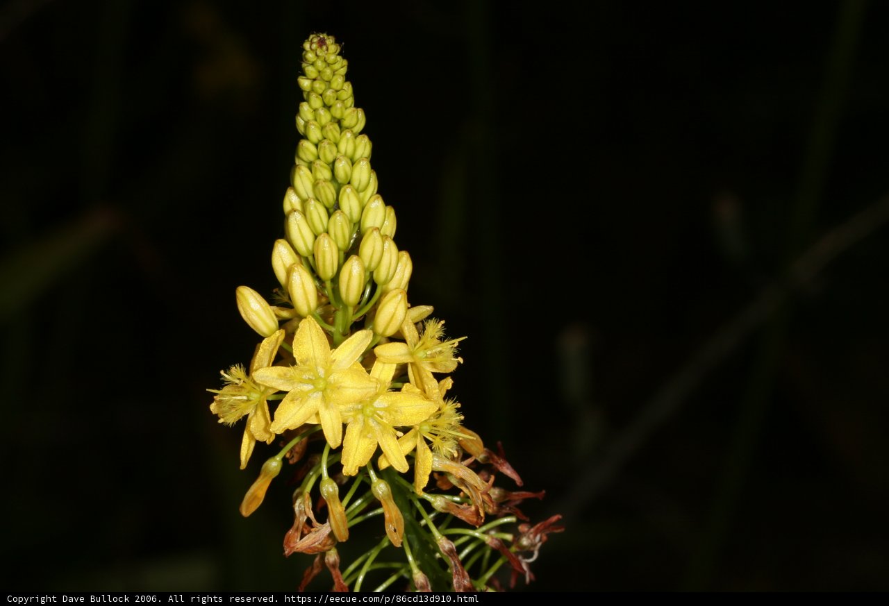 The Bright Bloom