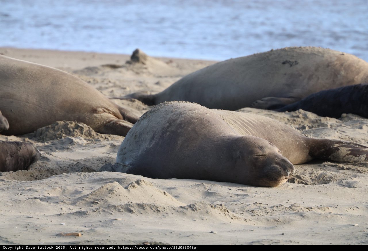 Elephant Seal Resting Peacefully on Sandy Beach