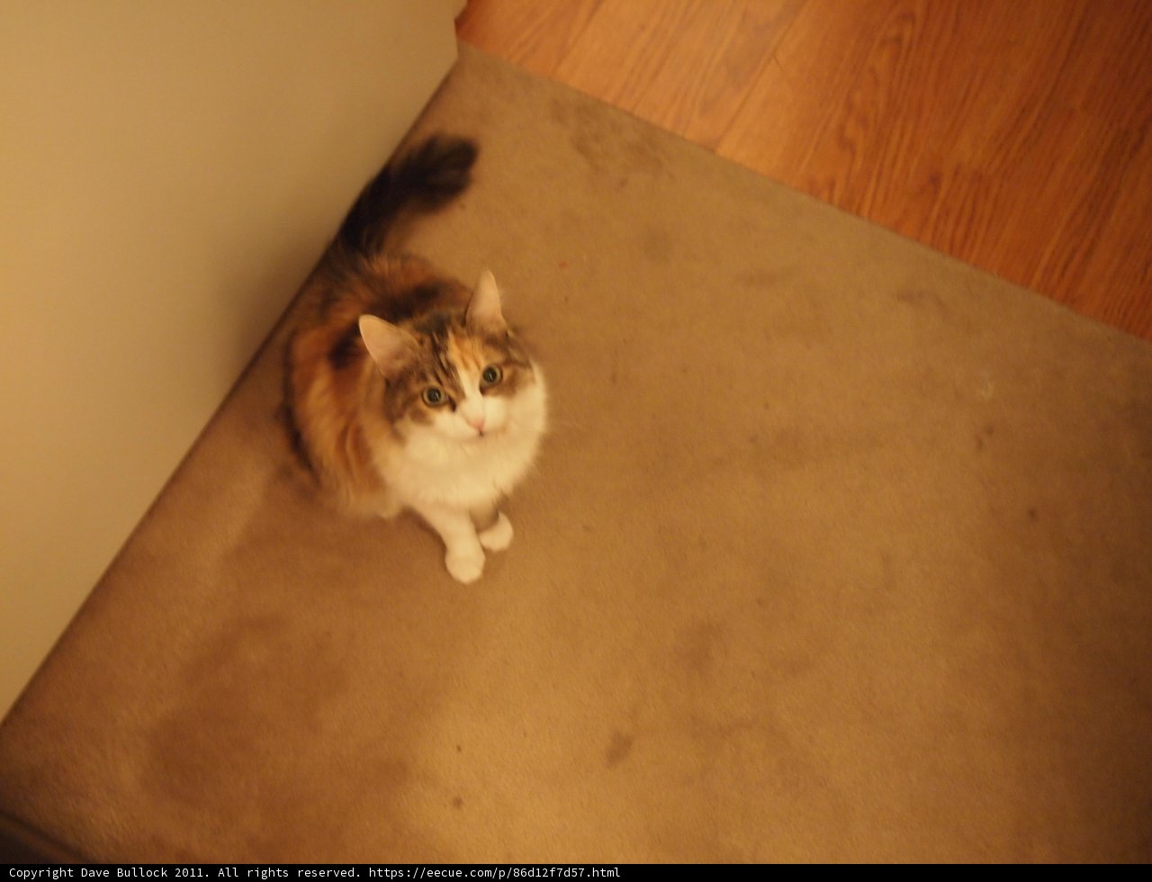 Floor Paws