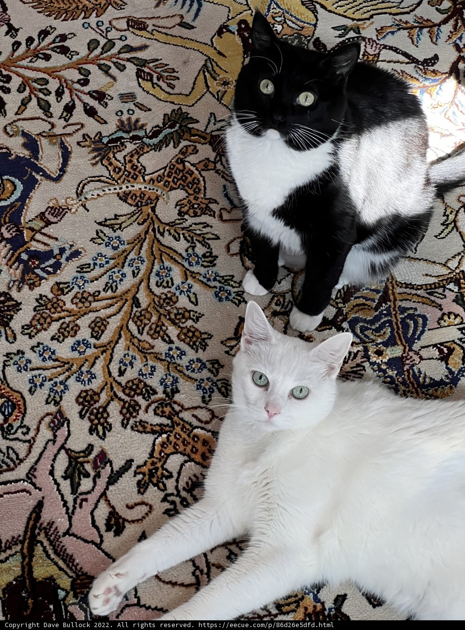 Feline Friends