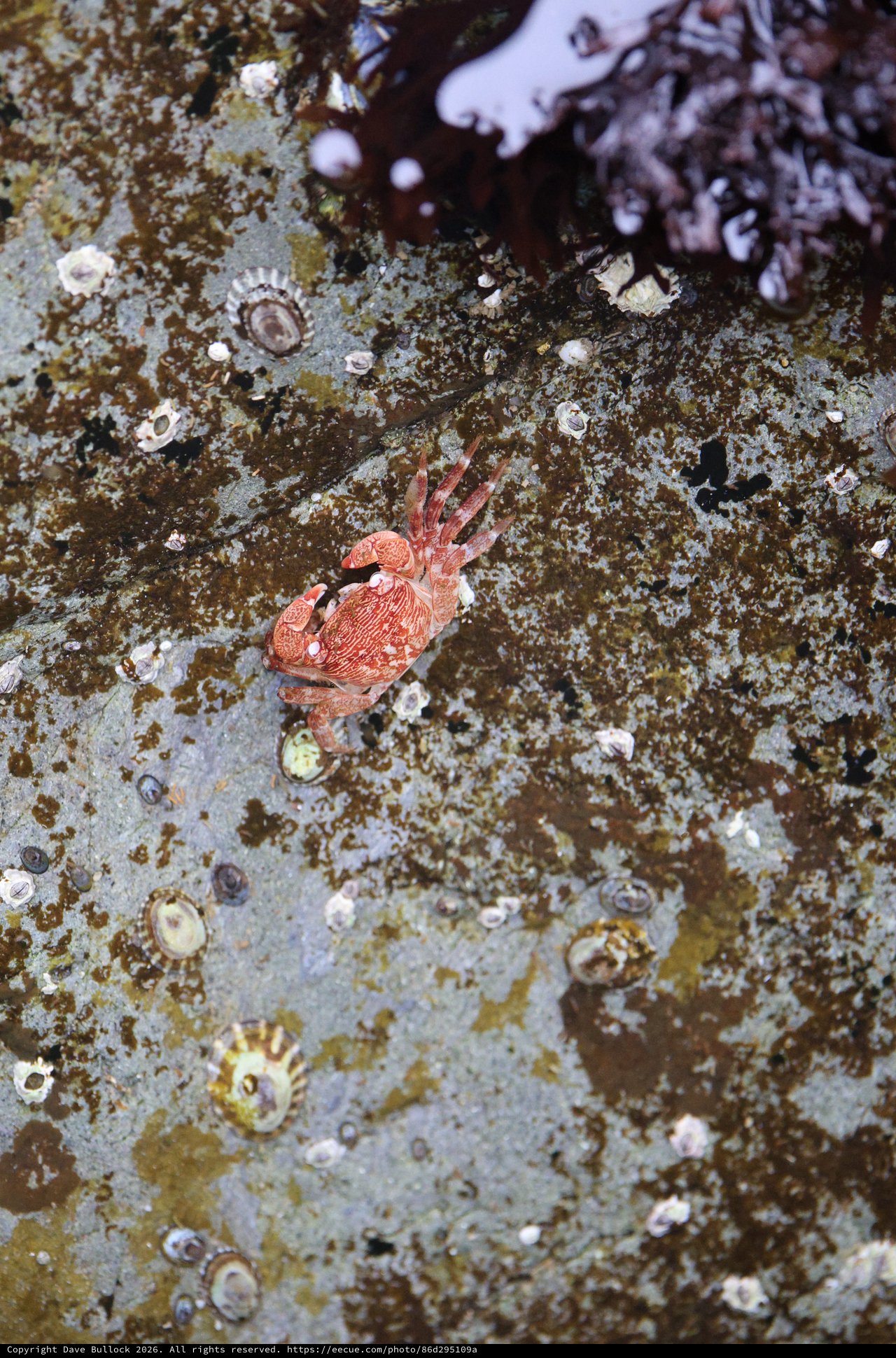 Red Rock Crab Clinging to Barnacle-Covered Tidepool Rock