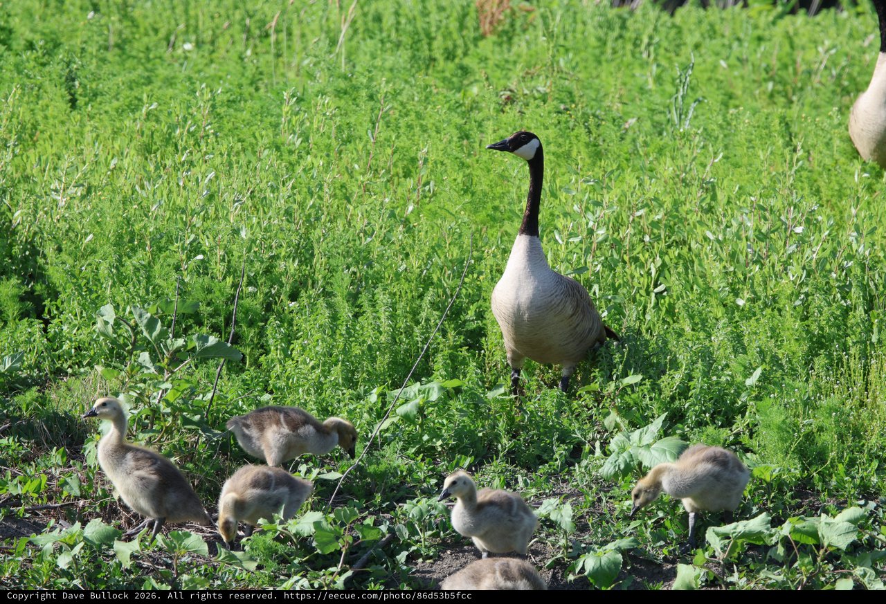 Canada Goose Family Foraging in Spring Grassland