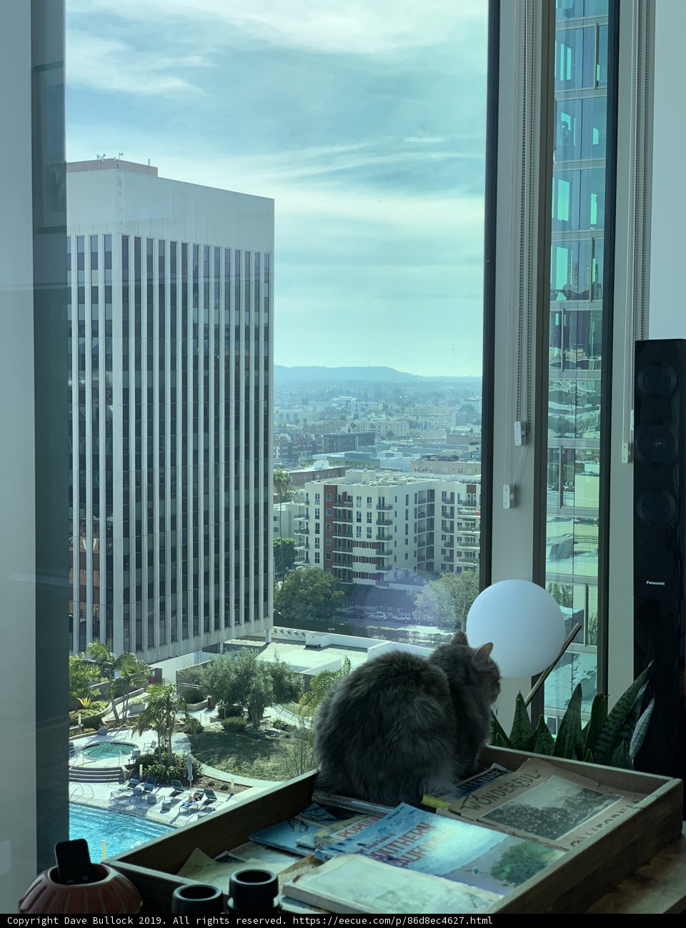 Feline in the City