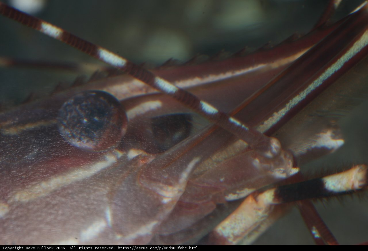Magnificent Lobster