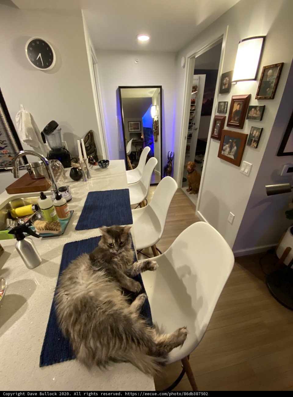 Feline Relaxation in the Kitchen