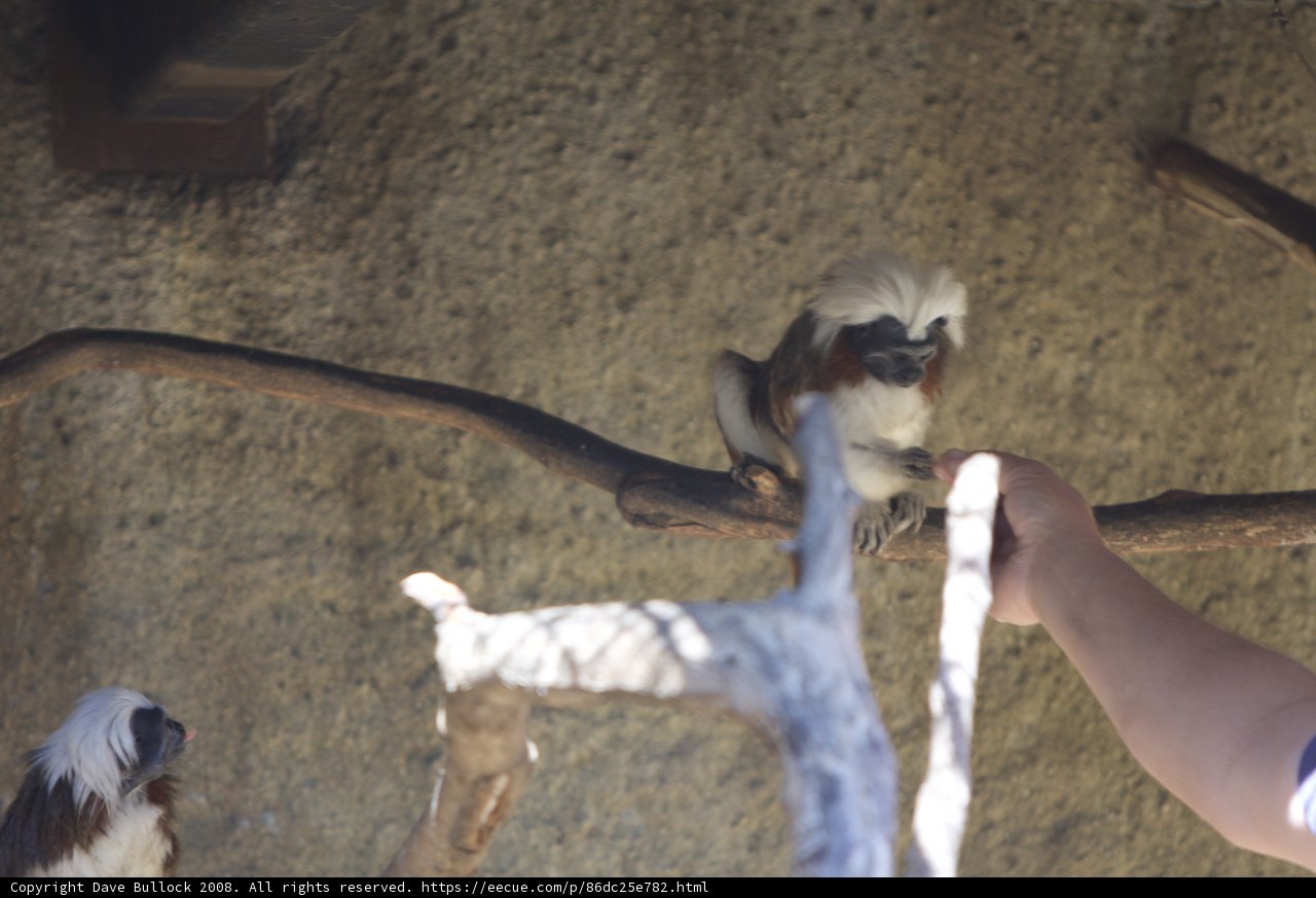 Mischievous Monkey at the Zoo
