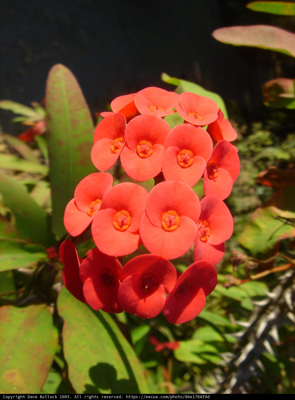 Red Begonia Cluster