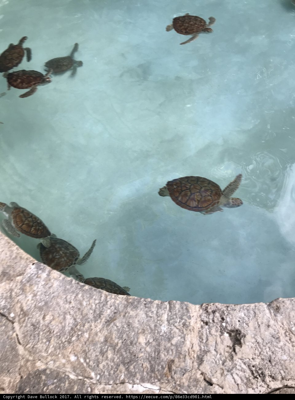 Turtles Take the Plunge