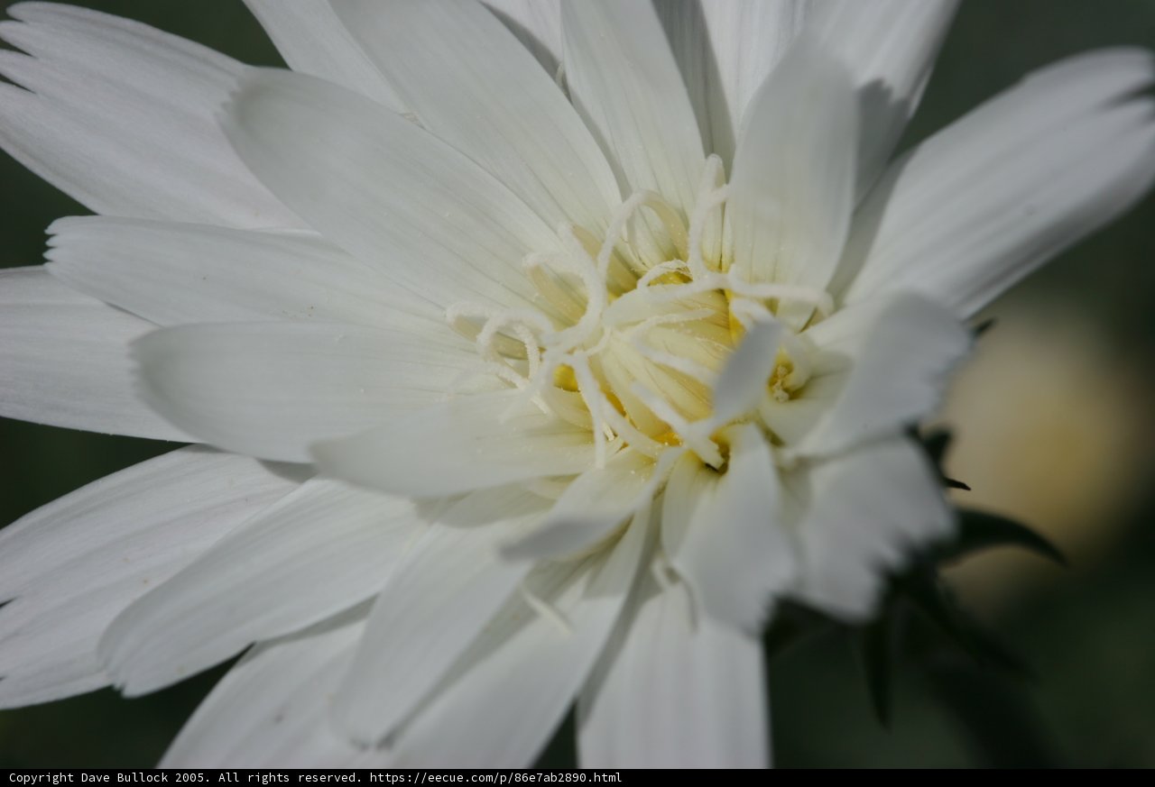 White Daisy Flower with Yellow Center