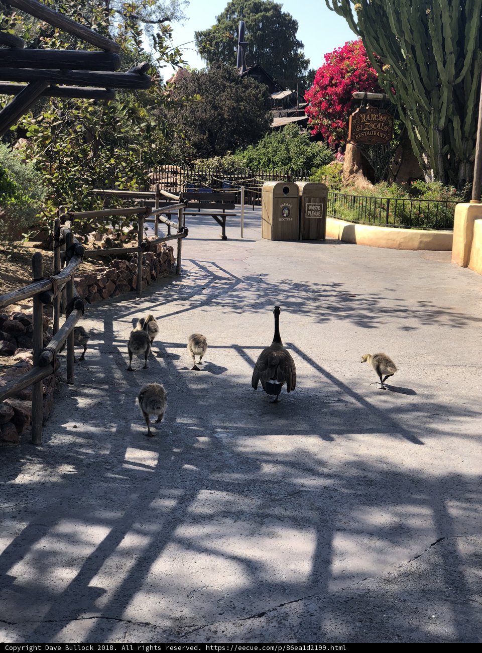 Fowl Family on Walkway