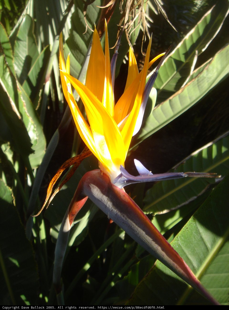 Graceful Bird of Paradise