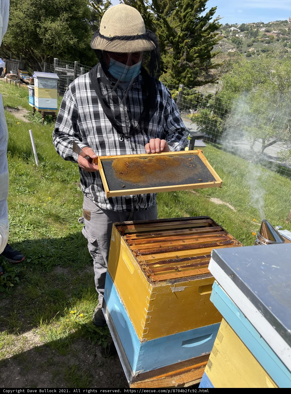 Beekeeping in Carmel