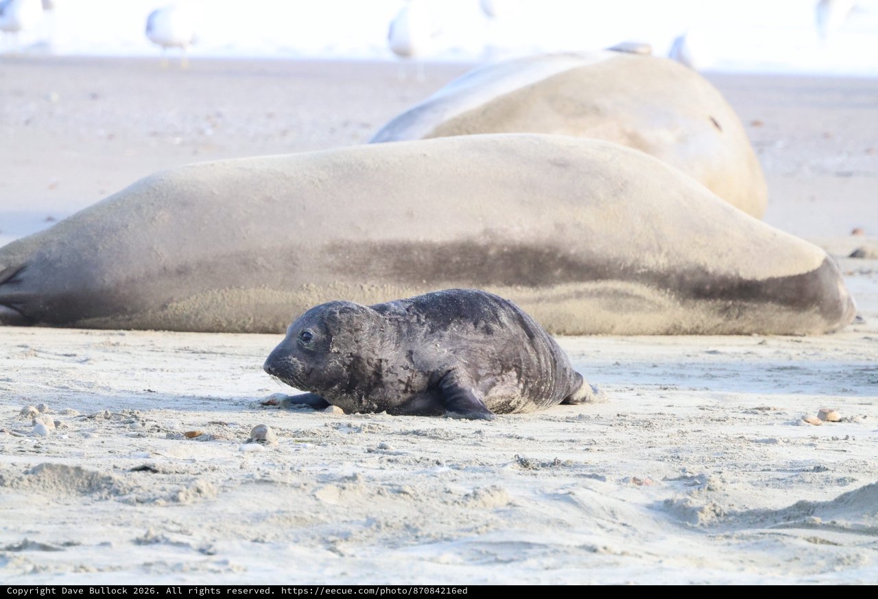 Newborn Elephant Seal Pup Resting Beside Mother
